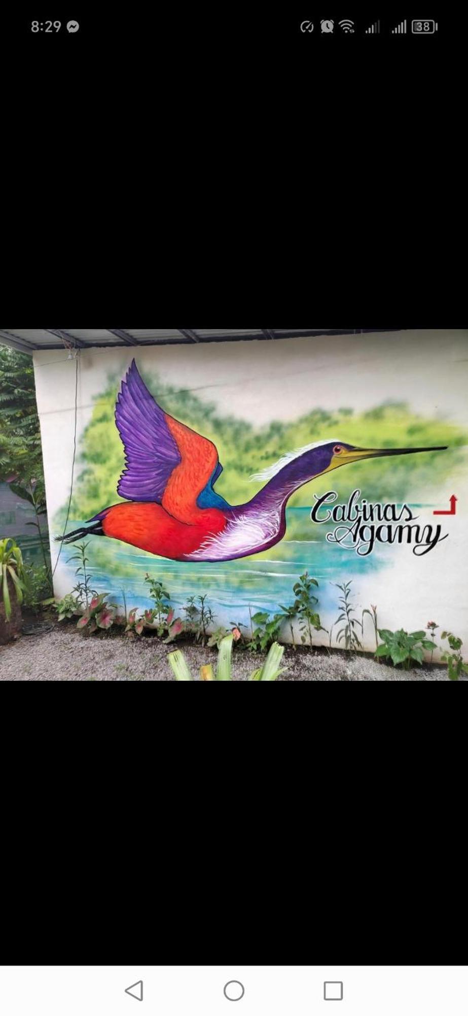 Cabinas Agamy Tortuguero Eksteriør billede