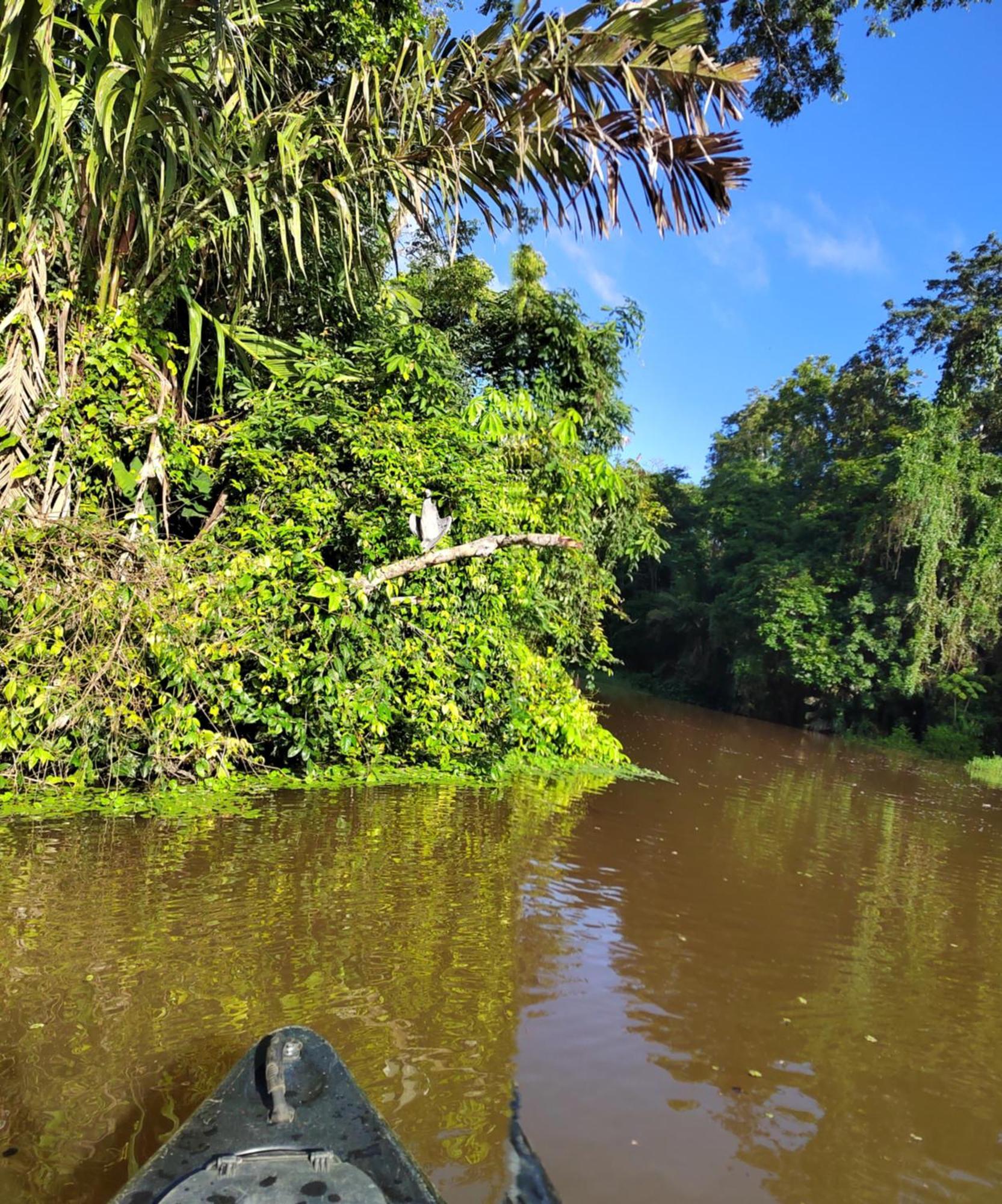 Cabinas Agamy Tortuguero Eksteriør billede